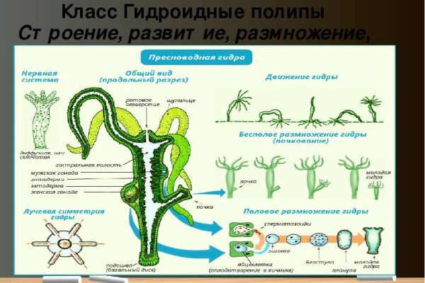 Официальный сайт даркнета