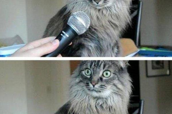 Кракен маркетплейс что продают