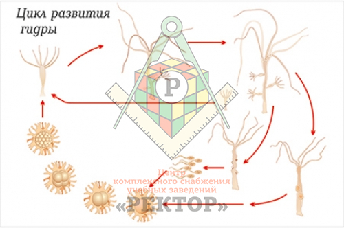 Кракен даркнет актуальная ссылка